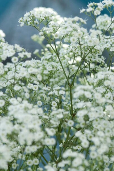 Bruidssluier Gypsophila paniculata 'Schneeflocke' 5-10 Pot P9 Gypsophila paniculata 'Schneeflocke'