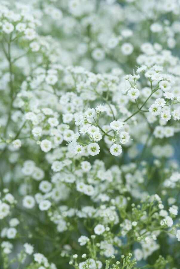 Bruidssluier Gypsophila paniculata 'Schneeflocke' 5-10 Pot P9 Gypsophila paniculata 'Schneeflocke'