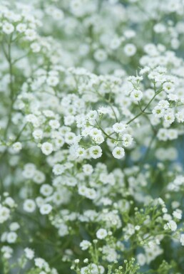 Bruidssluier Gypsophila paniculata 'Schneeflocke' 5-10 Pot P9 Gypsophila paniculata 'Schneeflocke'