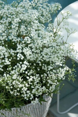 Bruidssluier Gypsophila paniculata 'Schneeflocke' 5-10 Pot P9 Gypsophila paniculata 'Schneeflocke'