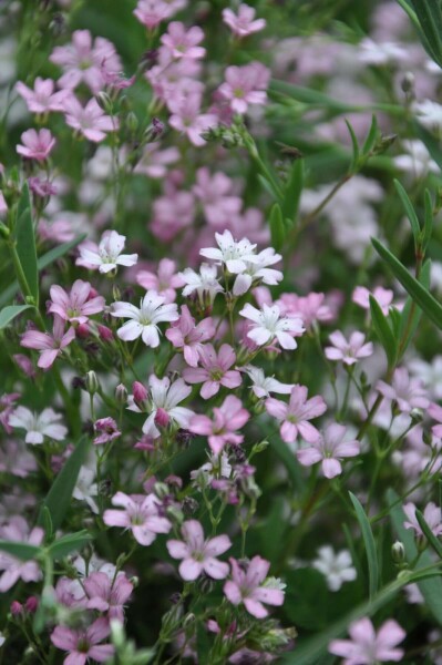 Kruipend gipskruid Gypsophila repens 'Rosea' 5-10 Pot P9 Gypsophila repens 'Rosea'