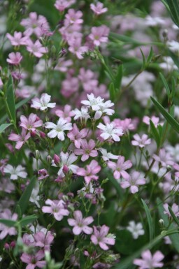 Kruipend gipskruid Gypsophila repens 'Rosea' 5-10 Pot P9