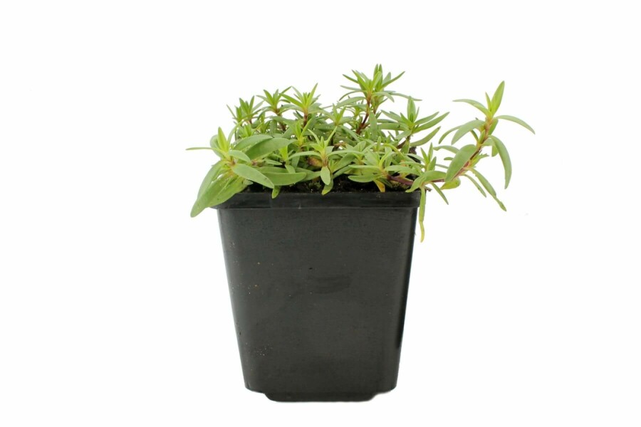 Kruipend gipskruid Gypsophila repens 'Rosea' 5-10 Pot P9 Gypsophila repens 'Rosea'