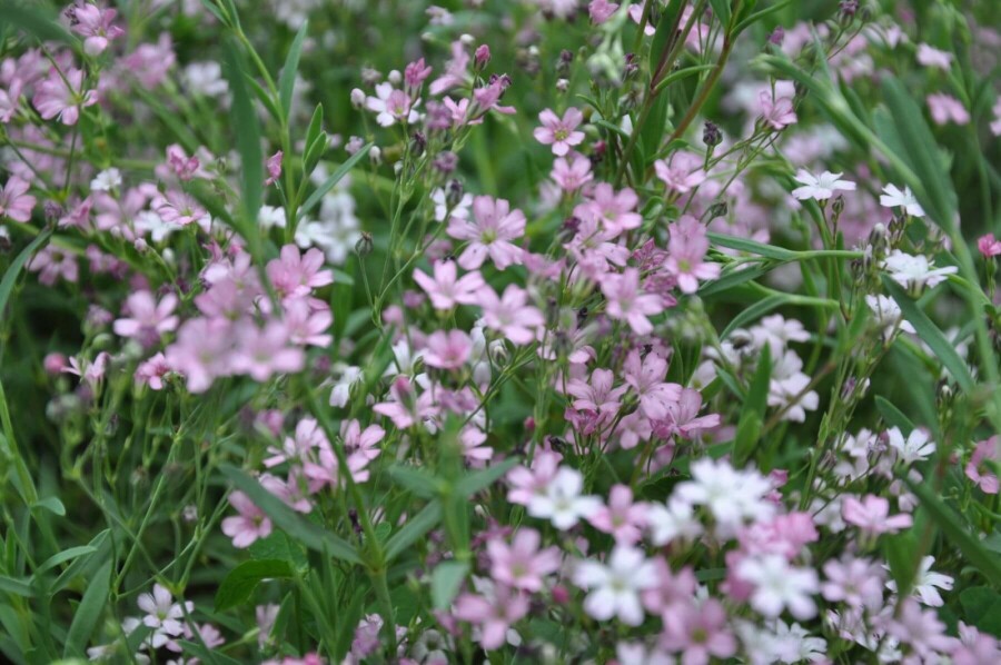 Kruipend gipskruid Gypsophila repens 'Rosea' 5-10 Pot P9 Gypsophila repens 'Rosea'