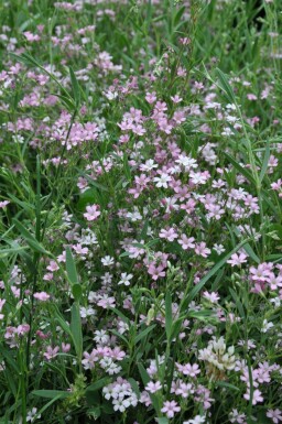 Kruipend gipskruid Gypsophila repens 'Rosea' 5-10 Pot P9 Gypsophila repens 'Rosea'