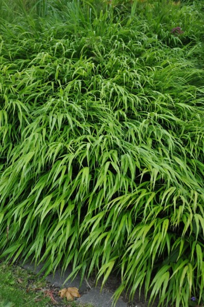 Hakonegras Hakonechloa macra 10-15 Pot C2 Hakonechloa macra