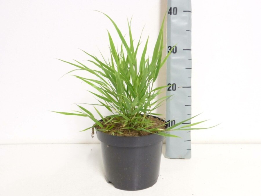 Hakonegras Hakonechloa macra 10-15 Pot C2 Hakonechloa macra