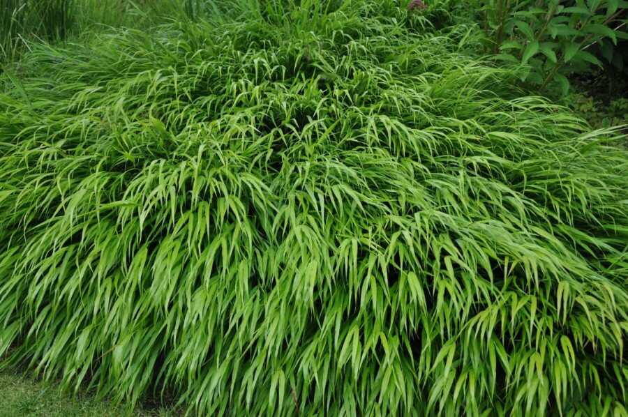Hakonegras Hakonechloa macra 10-15 Pot C2 Hakonechloa macra