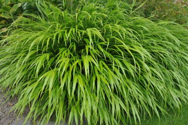 Hakonegras Hakonechloa macra 5-10 Pot P9 Hakonechloa macra