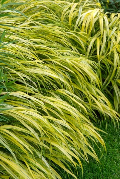 Hakonegras Hakonechloa macra 'Aureola' 10-15 Pot C2 Hakonechloa macra 'Aureola'