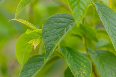 Sneeuwklokjesboom Halesia carolina Struik 100-120 Pot C12 Halesia carolina struik 100-120 cm