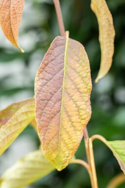 Sneeuwklokjesboom Halesia carolina Struik 20-30 Pot C3