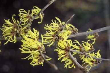 Toverhazelaar Hamamelis intermedia 'Arnold Promise' Struik 40-50 Pot C2