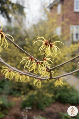 Hamamelis intermedia 'Arnold Promise' struik 40-50 cm