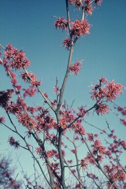 Toverhazelaar Hamamelis intermedia 'Jelena' Struik 40-50 Pot C2