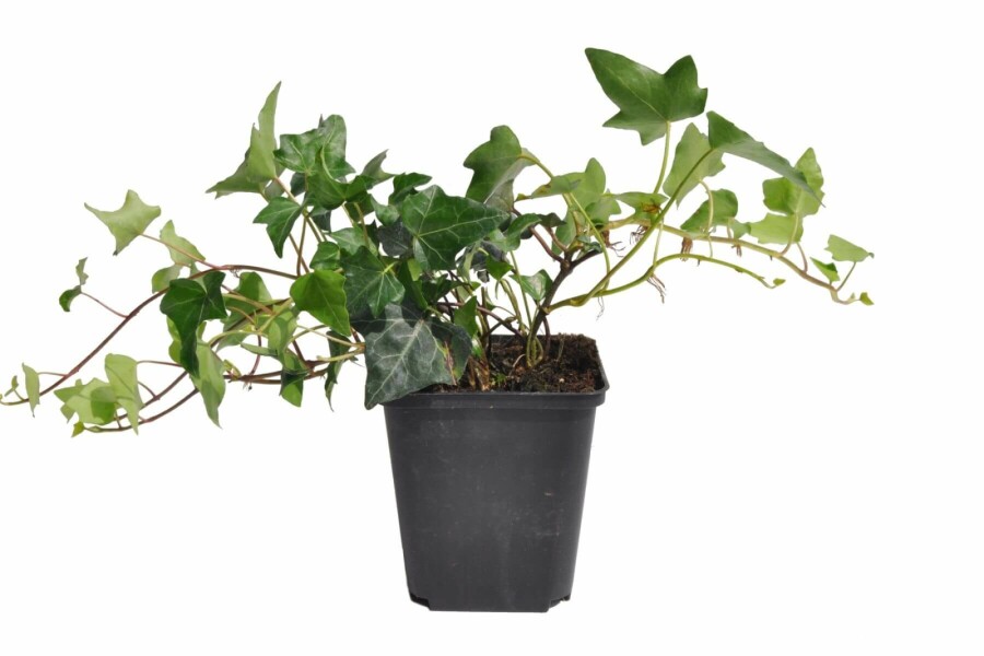 Klimop Hedera helix 5-10 Pot P9 Klimop / Hedera Helix P9 5-10 cm