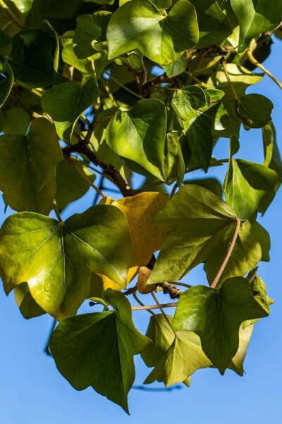 Hedera helix 'Arborescens' C3 30-40