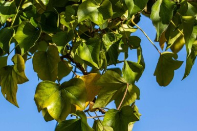 Hedera helix 'Arborescens' C3 30-40
