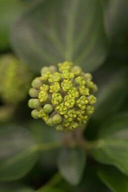 Hedera helix 'Arborescens' C3 30-40