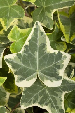 Klimop Hedera helix 'Glacier' 5-10 Pot P9 Hedera helix 'Glacier'