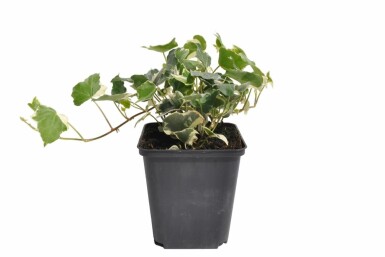 Klimop Hedera helix 'Glacier' 5-10 Pot P9 Hedera helix 'Glacier'