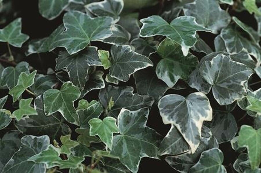Klimop Hedera helix 'Glacier' 5-10 Pot P9 Hedera helix 'Glacier'