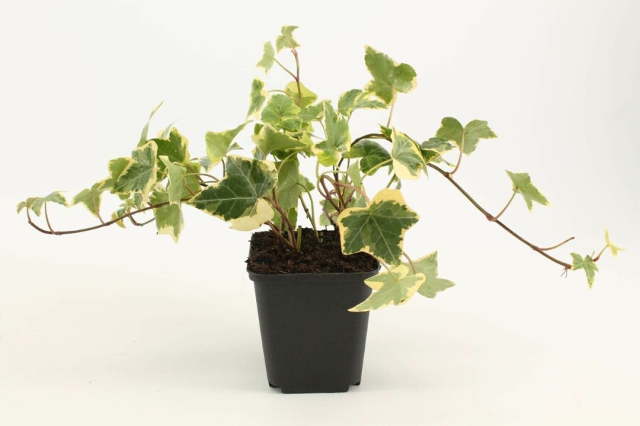 Geelbonte klimop Hedera helix 'Goldchild' 5-10 Pot P9 Hedera helix 'Goldchild'