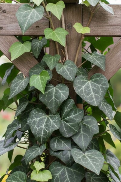 Klimop Hedera helix 'Plattensee' 5-10 Pot P9 Hedera helix 'Plattensee'