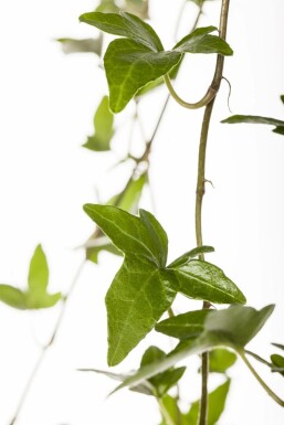 Hedera helix 'Shamrock'