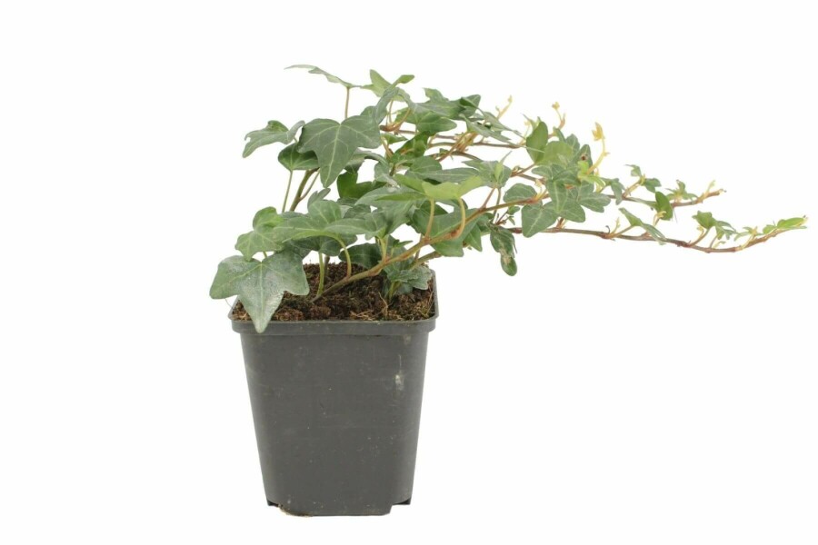 Klimop Hedera helix 'Shamrock' 5-10 Pot P9 Hedera helix 'Shamrock'