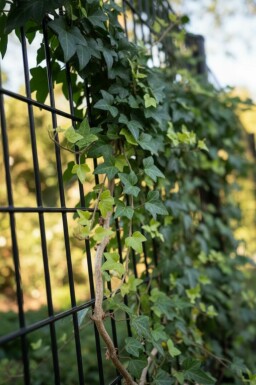 Klimop Hedera helix 'Shamrock' 5-10 Pot P9 Hedera helix 'Shamrock'