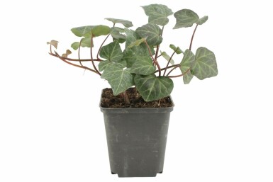 Hedera helix 'Woerner'