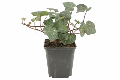 Klimop Hedera helix 'Woerner' 5-10 Pot P9 Hedera helix 'Woerner'