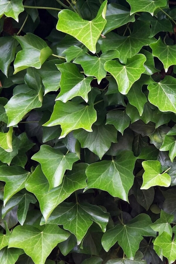 Ierse klimop Hedera hibernica 5-10 Pot P9 Klimop / Hedera Hibernica P9 5-10 cm