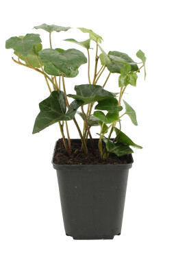 Ierse klimop Hedera hibernica 5-10 Pot P9 Klimop / Hedera Hibernica P9 5-10 cm