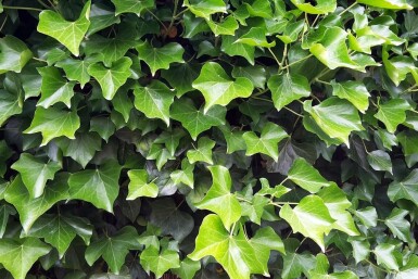 Ierse klimop Hedera hibernica 5-10 Pot P9 Klimop / Hedera Hibernica P9 5-10 cm