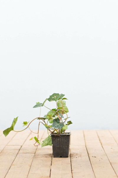 Ierse klimop Hedera hibernica 5-10 Pot P9 Klimop / Hedera Hibernica P9 5-10 cm