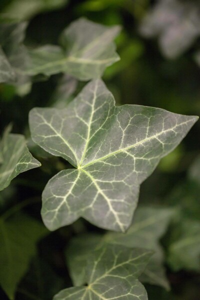 Klimop / Hedera Hibernica P9 5-10 cm