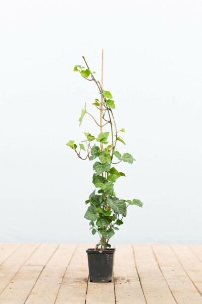 Klimop / Hedera Hibernica P9 40-60 cm