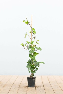 Klimop / Hedera Hibernica P9 40-60 cm