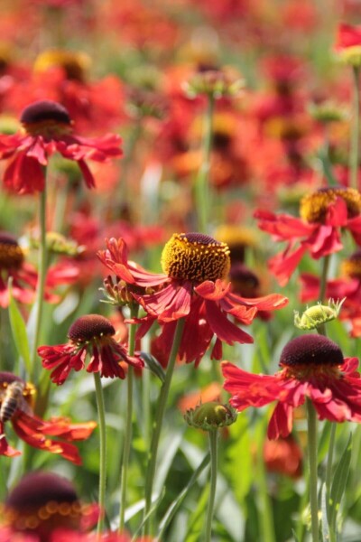 Zonnekruid Helenium 'Moerheim Beauty' 5-10 Pot P9 Helenium 'Moerheim Beauty'