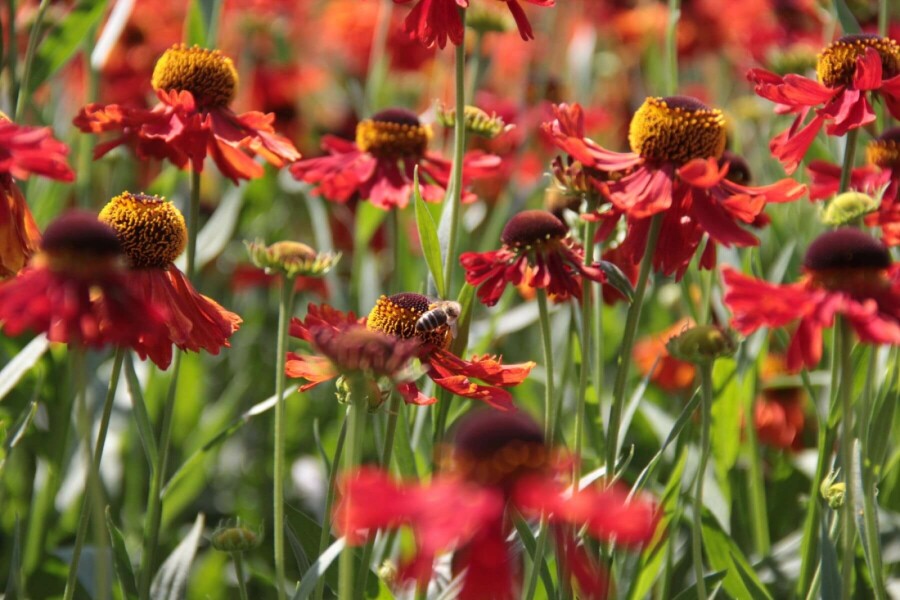 Zonnekruid Helenium 'Moerheim Beauty' 5-10 Pot P9 Helenium 'Moerheim Beauty'