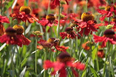 Zonnekruid Helenium 'Moerheim Beauty' 5-10 Pot P9 Helenium 'Moerheim Beauty'
