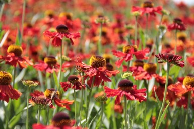 Zonnekruid Helenium 'Moerheim Beauty' 5-10 Pot P9 Helenium 'Moerheim Beauty'