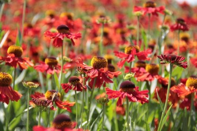 Zonnekruid Helenium 'Moerheim Beauty' 5-10 Pot P9