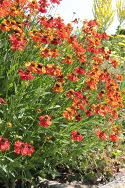 Zonnekruid Helenium 'Moerheim Beauty' 5-10 Pot P9 Helenium 'Moerheim Beauty'