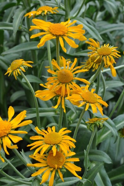 Zonnekruid Helenium hoopesii 5-10 Pot P9 Helenium hoopesii