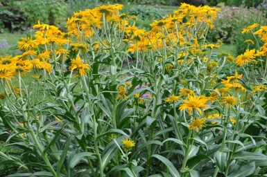 Zonnekruid Helenium hoopesii 5-10 Pot P9 Helenium hoopesii
