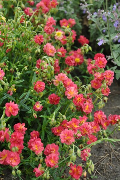 Zonneroosje Helianthemum 'Amabile Plenum' 5-10 Pot P9 Helianthemum 'Amabile Plenum'
