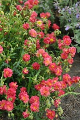 Zonneroosje Helianthemum 'Amabile Plenum' 5-10 Pot P9